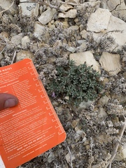 Penstemon caespitosus perbrevis