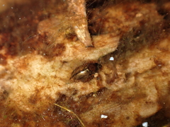 Enochrus