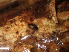 Enochrus