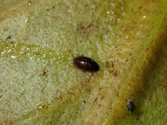 Enochrus