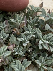 Penstemon caespitosus perbrevis