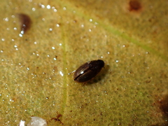 Enochrus
