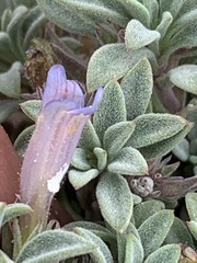 Penstemon caespitosus perbrevis