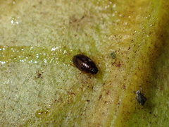 Enochrus