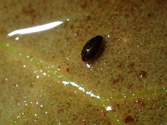 Enochrus