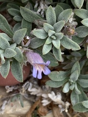 Penstemon caespitosus perbrevis