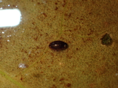 Enochrus