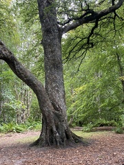 Fagus sylvatica