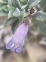 Penstemon caespitosus perbrevis