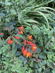 Crocosmia