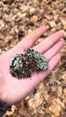 Platismatia tuckermanii