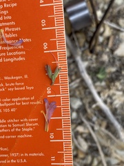 Penstemon caespitosus perbrevis