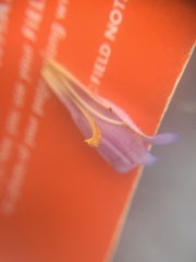 Penstemon caespitosus perbrevis