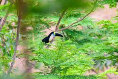 Ramphastos tucanus cuvieri