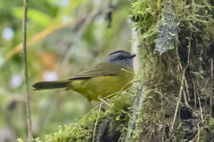 Myiothlypis coronata