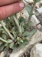 Penstemon pachyphyllus pachyphyllus