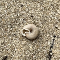 Triodopsis hopetonensis