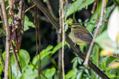 Silvicultrix diadema