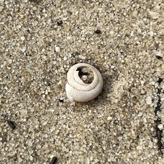 Triodopsis hopetonensis