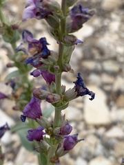 Penstemon pachyphyllus pachyphyllus