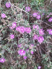 Drosanthemum hispidum