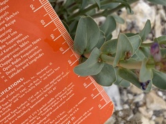 Penstemon pachyphyllus pachyphyllus