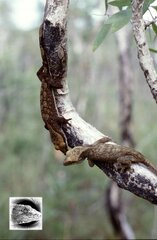 Correlophus sarasinorum