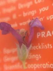 Penstemon pachyphyllus pachyphyllus