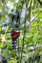 Trogon personatus
