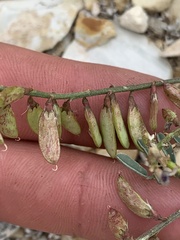 Astragalus miser