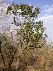 Diospyros mespiliformis
