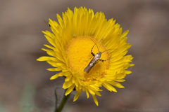 Hysterionica jasionoides