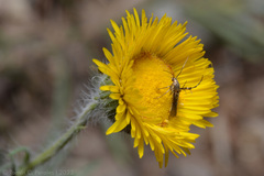 Hysterionica jasionoides
