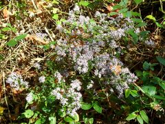 Symphyotrichum cordifolium