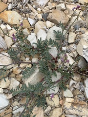 Astragalus miser