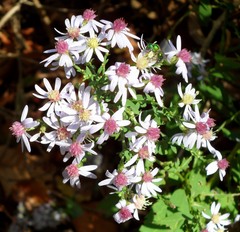 Symphyotrichum cordifolium