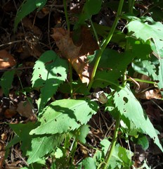 Symphyotrichum cordifolium