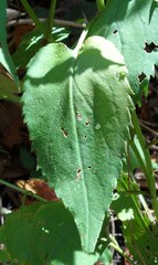 Symphyotrichum cordifolium