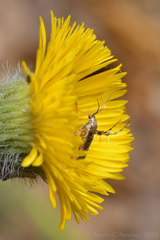 Hysterionica jasionoides