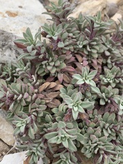Penstemon caespitosus perbrevis