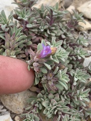 Penstemon caespitosus perbrevis