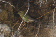 Sappho sparganurus