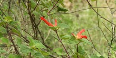 Salvia regla