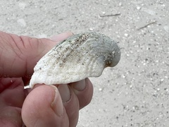 Arcoidea