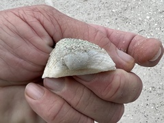 Arcoidea
