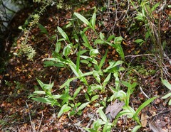 Pterostylis australis