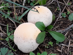 Lycoperdon pratense