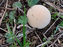 Lycoperdon pratense