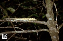 Rhacodactylus auriculatus