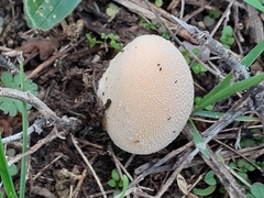 Lycoperdon pratense